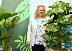 Jantine bij de échte Monstera Pertusum. Het is belangrijke aspect aan deze soort is dat dit een echte klimmer is die wortel schiet vanuit de plantenstengels.